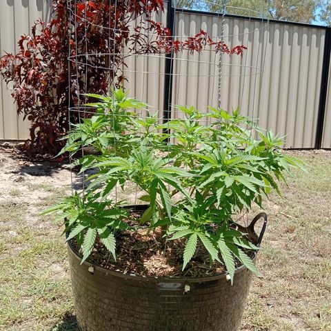 Doorman Lights #3 growlog photo: Progress