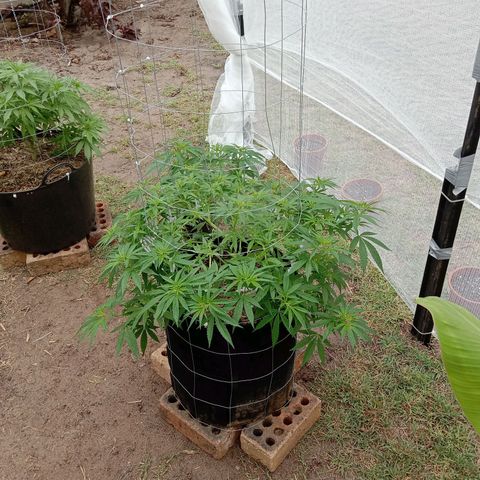 Doorman Lights #2 growlog photo: Progress