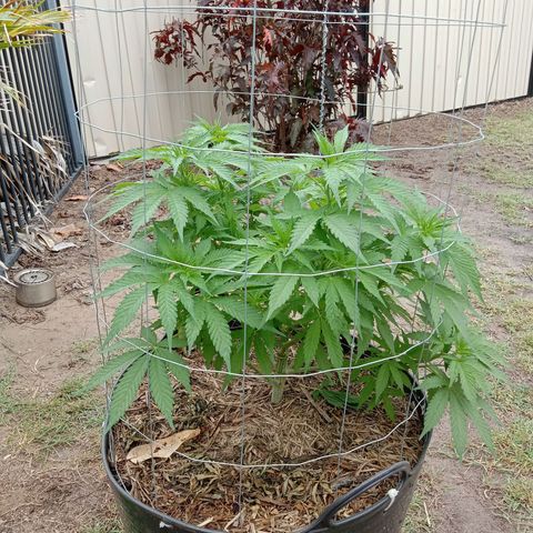 Doorman Lights #3 growlog photo: Progress