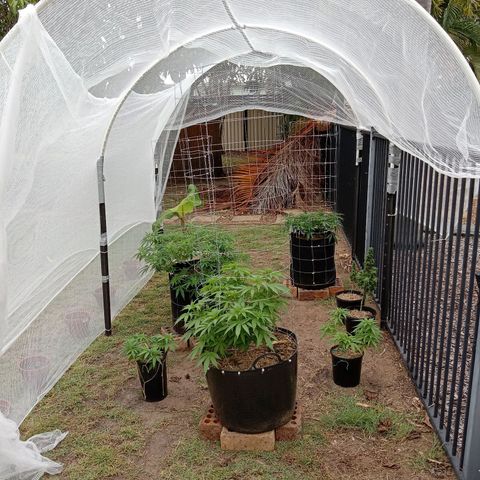 Doorman Lights #2 growlog photo: Progress. All