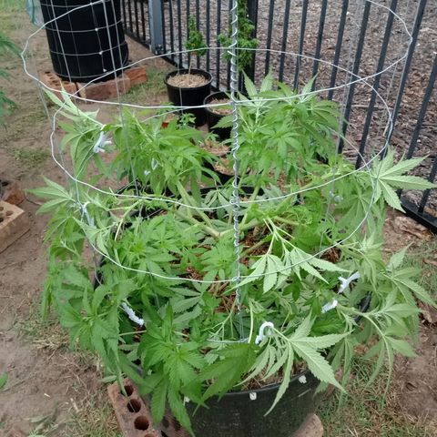 Doorman Lights #3 growlog photo: Lst