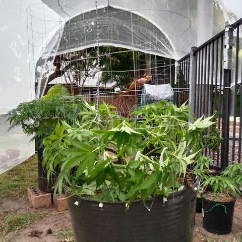 Doorman Lights #3 growlog photo: Lst