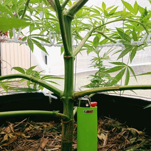 Doorman Lights #2 growlog photo: Progress