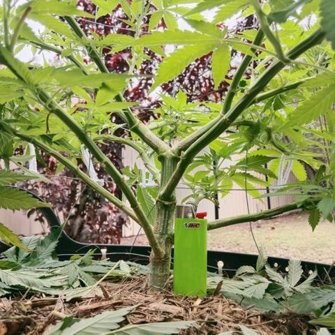 Doorman Lights #3 growlog photo: Progress