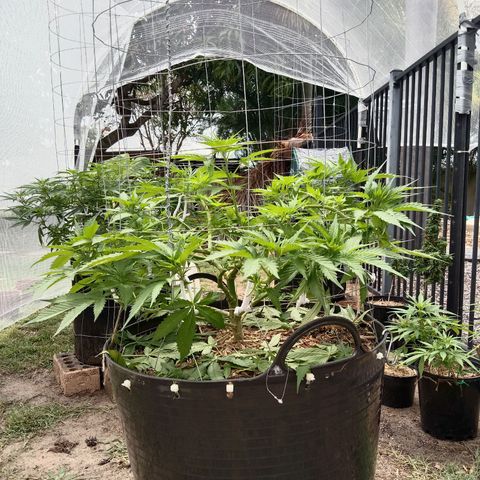 Doorman Lights #3 growlog photo: Progress