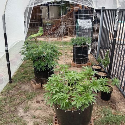 Doorman Lights #3 growlog photo: Progress