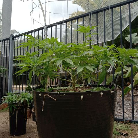Doorman Lights #3 growlog photo: Progress
