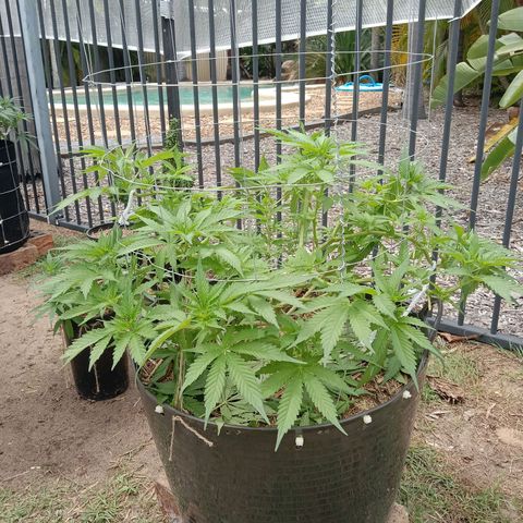 Doorman Lights #3 growlog photo: Progress