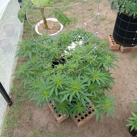 Doorman Lights #2 growlog photo: Progress