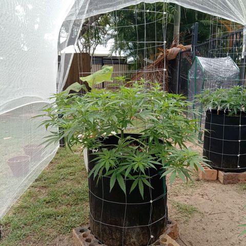 Doorman Lights #2 growlog photo: Progress