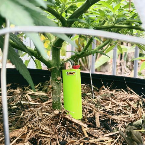 Doorman Lights #1 growlog timeline photo