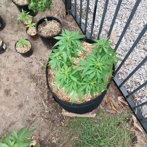 Dorman Lights #4 growlog photo: Progress