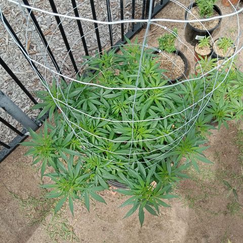 Doorman Lights #1 growlog photo: Progress