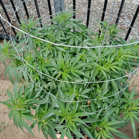 Doorman Lights #1 growlog photo: Progress
