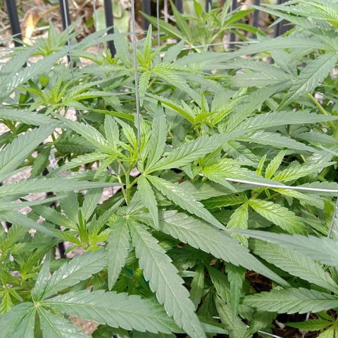 Doorman Lights #1 growlog photo: Progress