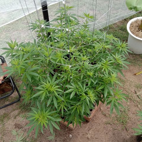 Doorman Lights #2 growlog photo: Progress