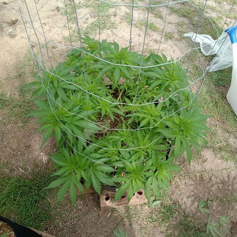 Doorman Lights #3 growlog photo: Progress