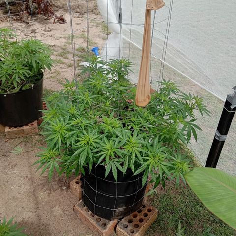Doorman Lights #2 growlog photo: Progress