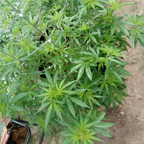 Doorman Lights #2 growlog photo: Progress