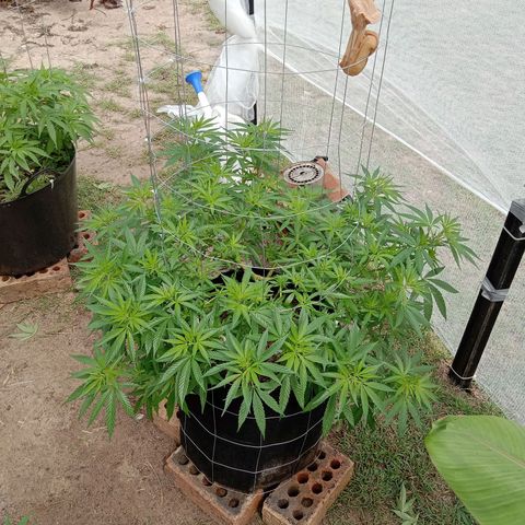Doorman Lights #2 growlog photo: Progress