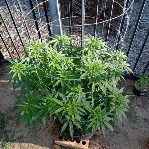 Doorman Lights #1 growlog photo: Progress