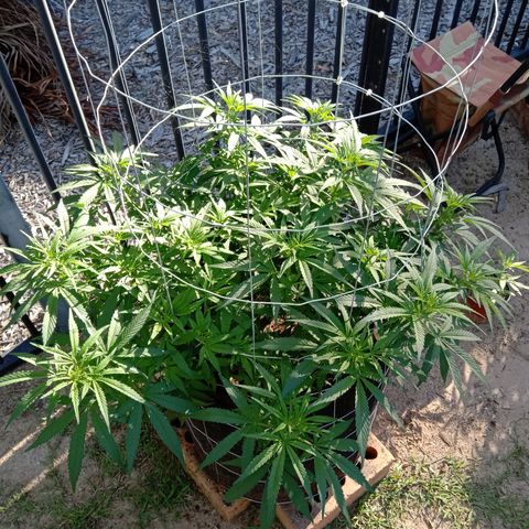 Doorman Lights #1 growlog photo: Progress