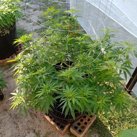 Doorman Lights #2 growlog photo: Progress