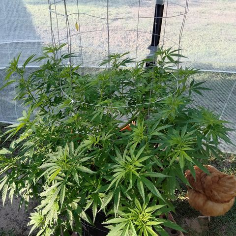 Doorman Lights #2 growlog photo: Progress