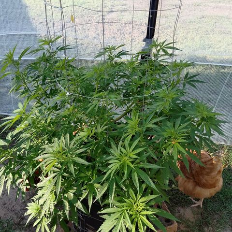 Doorman Lights #2 growlog photo: Progress