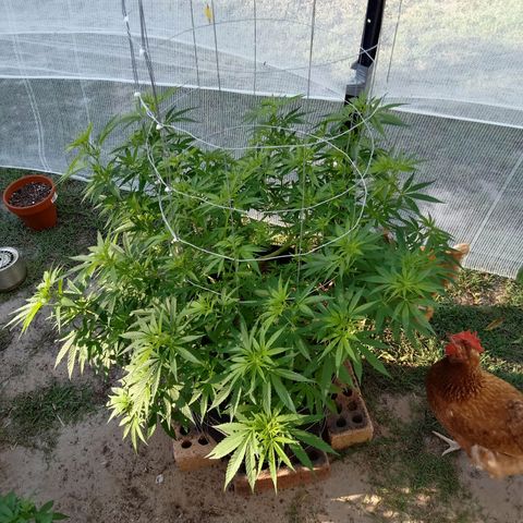 Doorman Lights #2 growlog photo: Progress