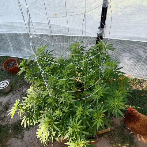 Doorman Lights #2 growlog photo: Progress