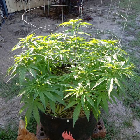 Doorman Lights #3 growlog photo: Progress