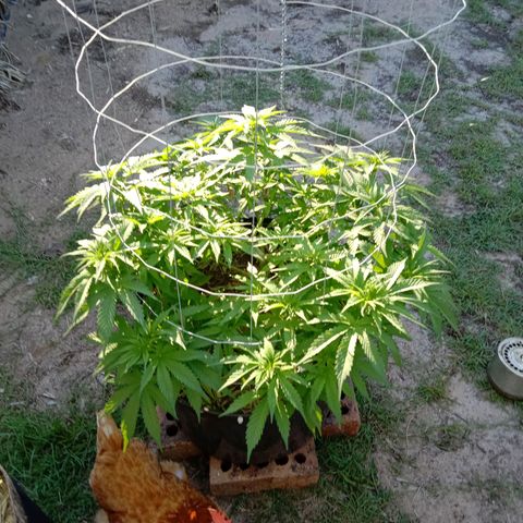 Doorman Lights #3 growlog photo: Progress