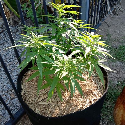 Dorman Lights #4 growlog photo: Progress