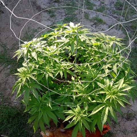 Doorman Lights #3 growlog photo: Progress