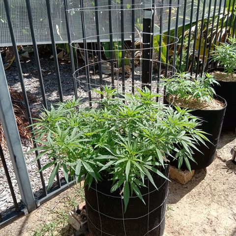 Doorman Lights #1 growlog photo: Progress + LST 