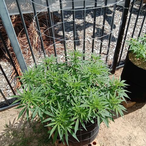 Doorman Lights #1 growlog photo: Progress + LST 