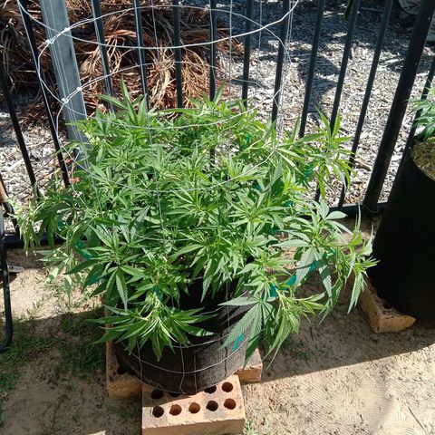 Doorman Lights #1 growlog photo: Progress + LST 