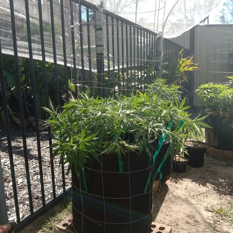 Doorman Lights #1 growlog photo: Progress + LST 