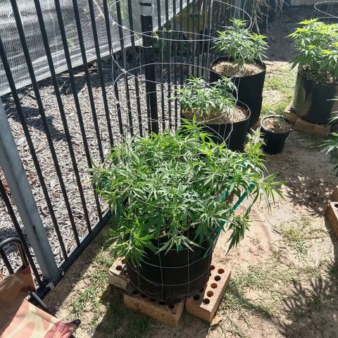 Doorman Lights #1 growlog photo: Progress + LST 