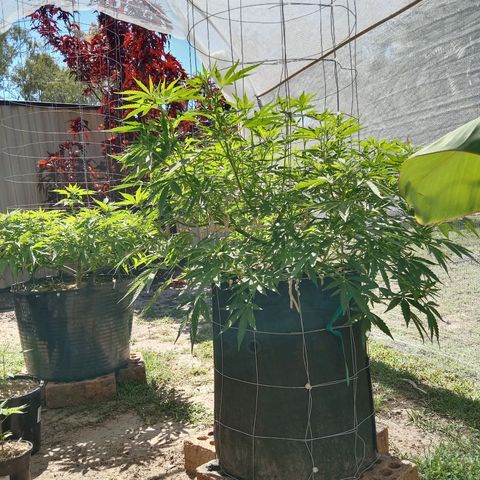 Doorman Lights #2 growlog photo: Progress