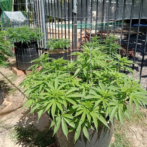 Doorman Lights #3 growlog photo: Progress