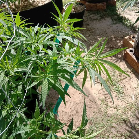 Doorman Lights #1 growlog photo: Progress + LST 