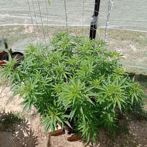 Doorman Lights #2 growlog photo: Progress