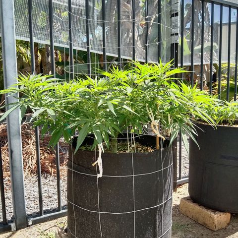 Doorman Lights #1 growlog photo: Progress + LST 