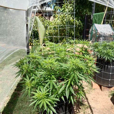 Doorman Lights #2 growlog photo: Progress