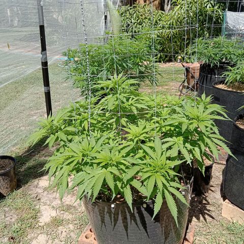 Doorman Lights #3 growlog photo: Progress