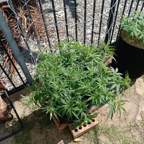 Doorman Lights #1 growlog photo: Progress + LST 