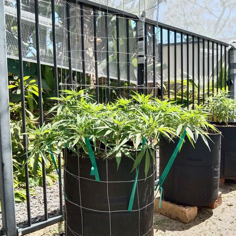 Doorman Lights #1 growlog photo: Progress