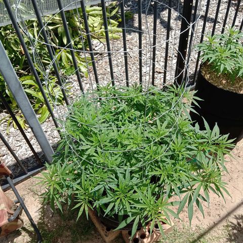 Doorman Lights #1 growlog photo: Progress